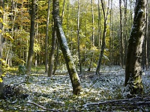 Pilsesucher im Wald